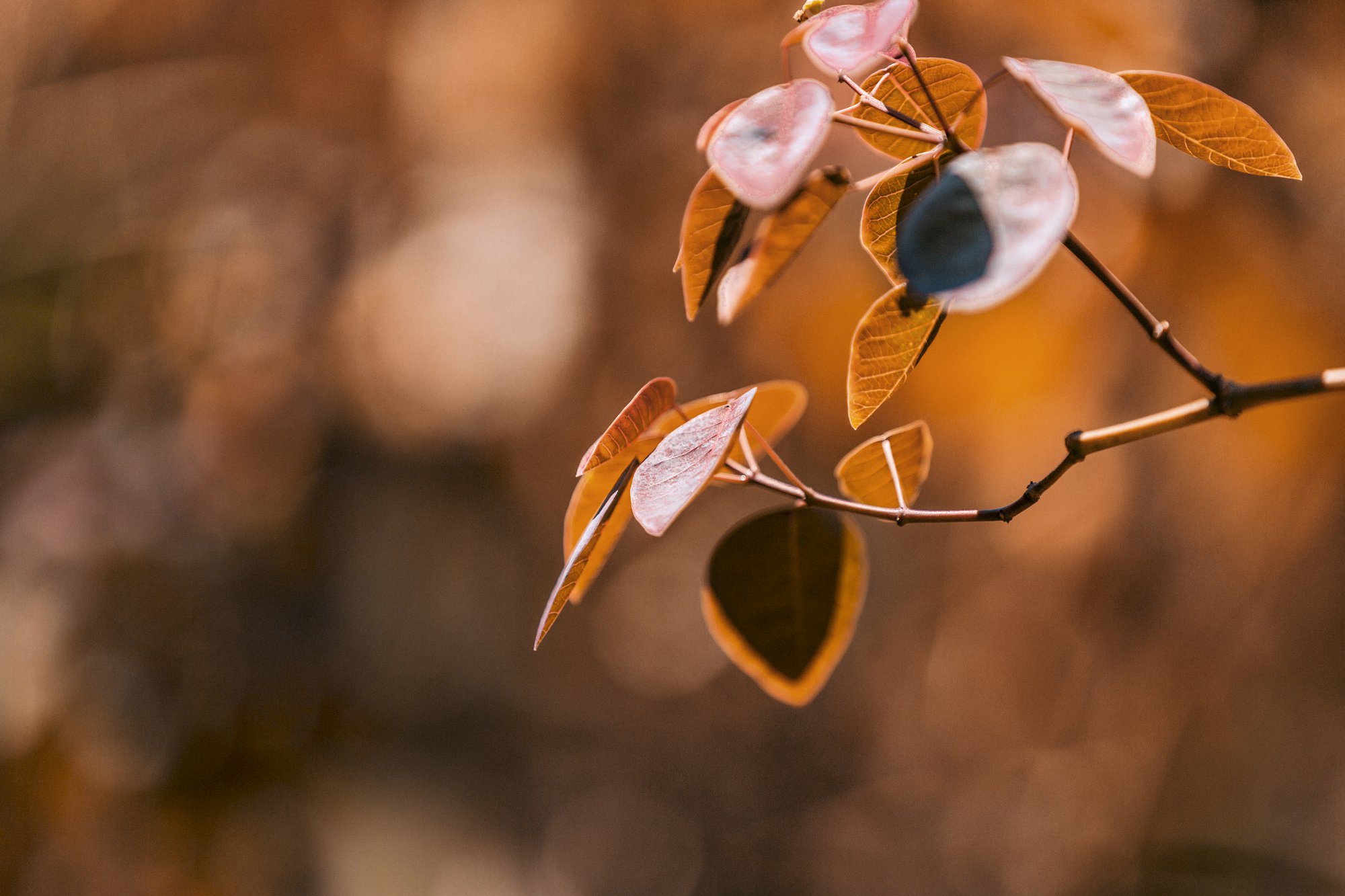 考公考编卷疯了！留学生身份是加分项，还是致命“原罪”？