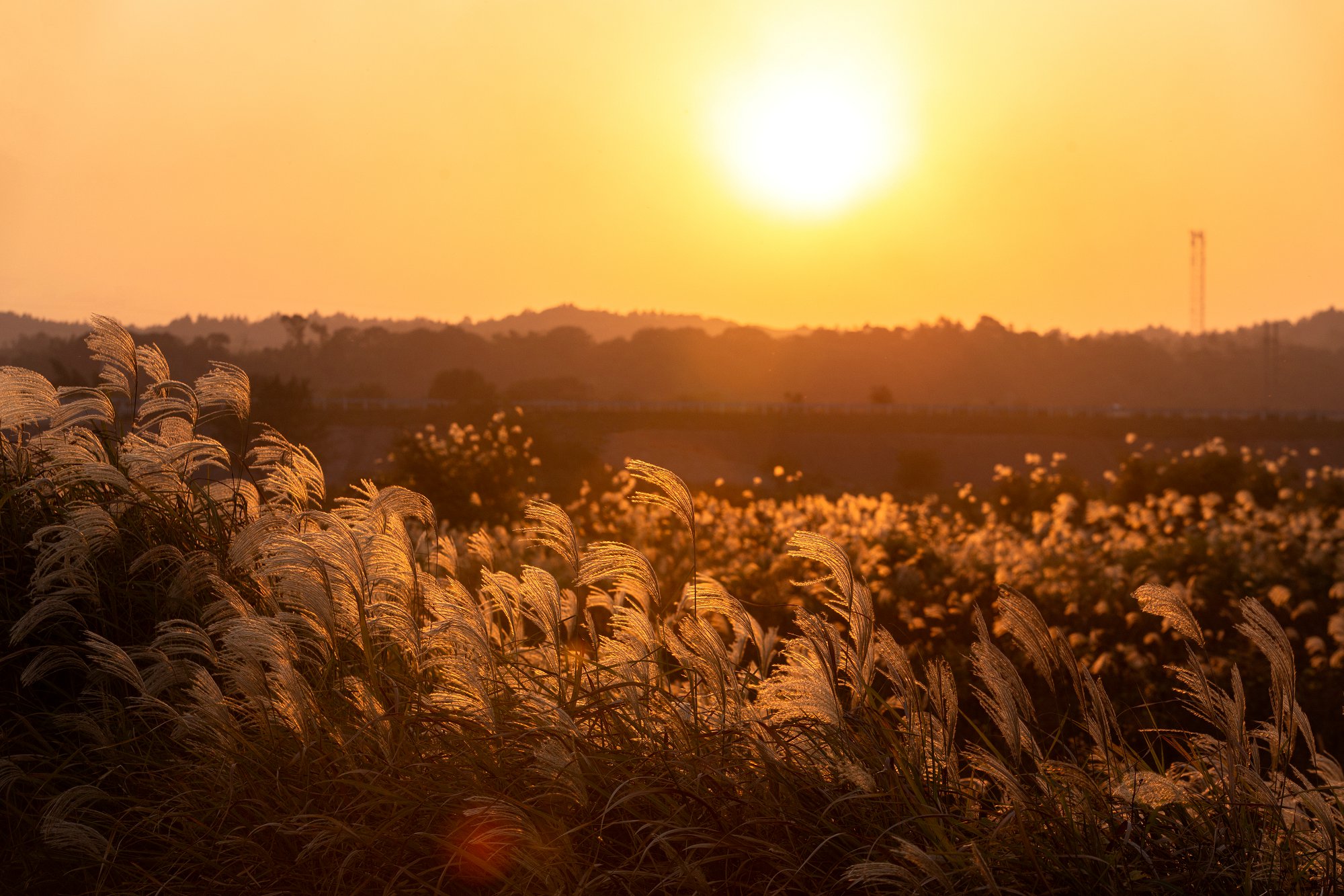 2026香港IANG签证：留港2年工作+永居路径全解！读书1年，身份7年落地